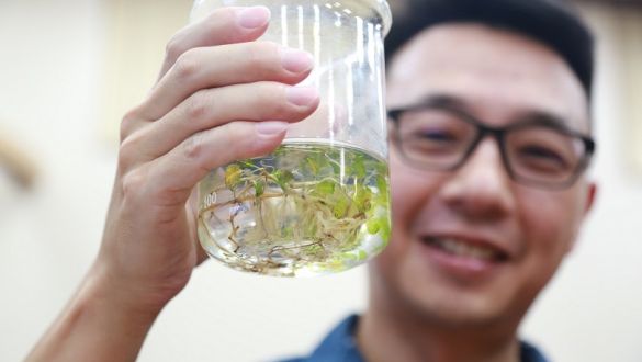 臺斯合作保育「藍碳」 中山大學發現全球首例鹽草屬海草雜交圖