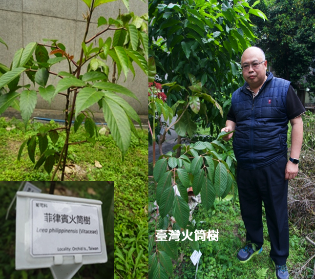 圖：吳忠信老師介紹臺師大校園裡的臺灣火筒樹與菲律賓火筒樹（林珮霖攝）