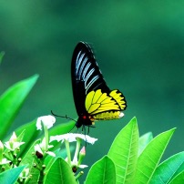 圖三：珠光裳鳳蝶（徐堉峰教授提供）