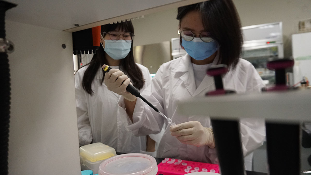 圖五：研究團隊進行牛樟芝的萃取和活性實驗（林珮霖攝）