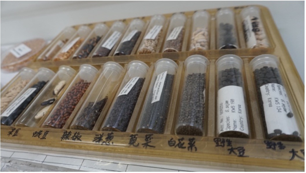 圖6:存放於亞蔬的種原(林珮霖攝)